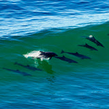 21 Dolphins