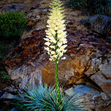 Thrive 48" Metal