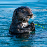 Otter 12" x 12" Metal