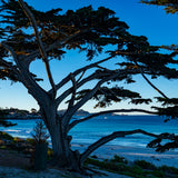 Beach Tree