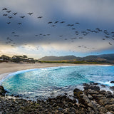 Carmel River Reserve