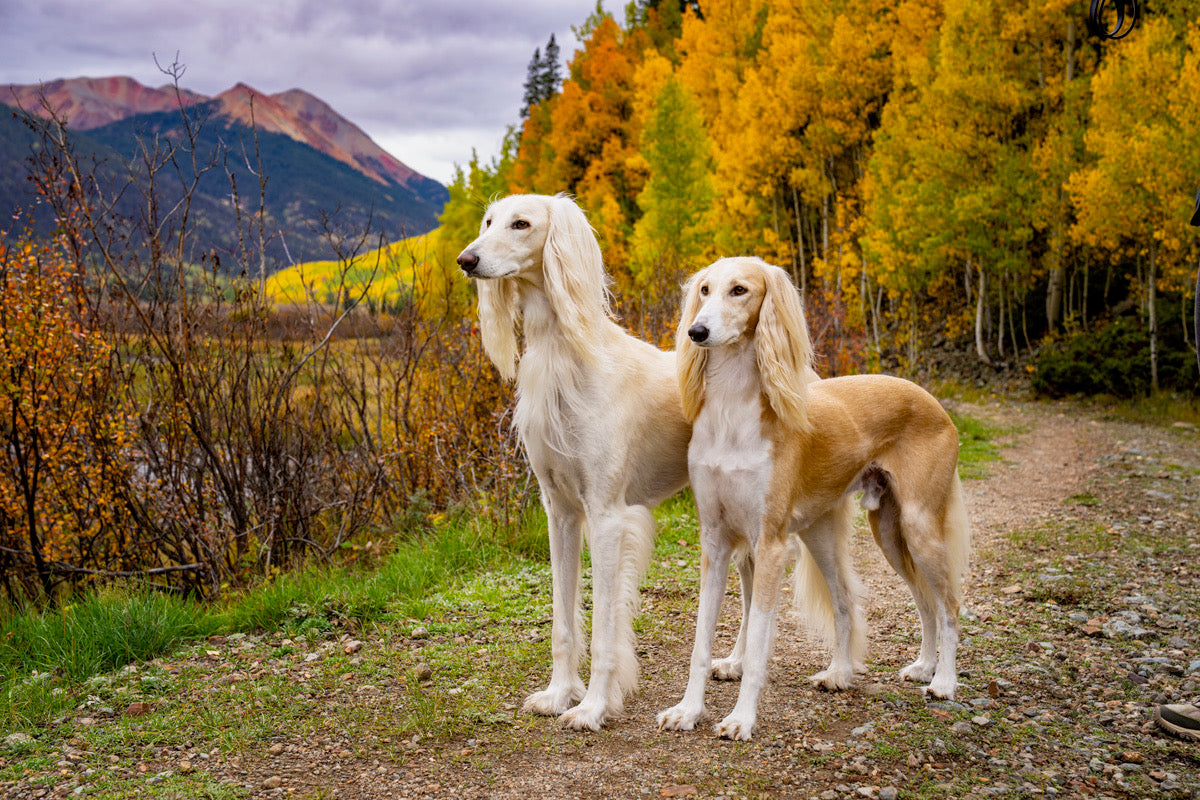 Kazper and Memphis, two salukis, on a dirt road below Red Mountain in Colorado's San Juan Mountains at peak aspen color