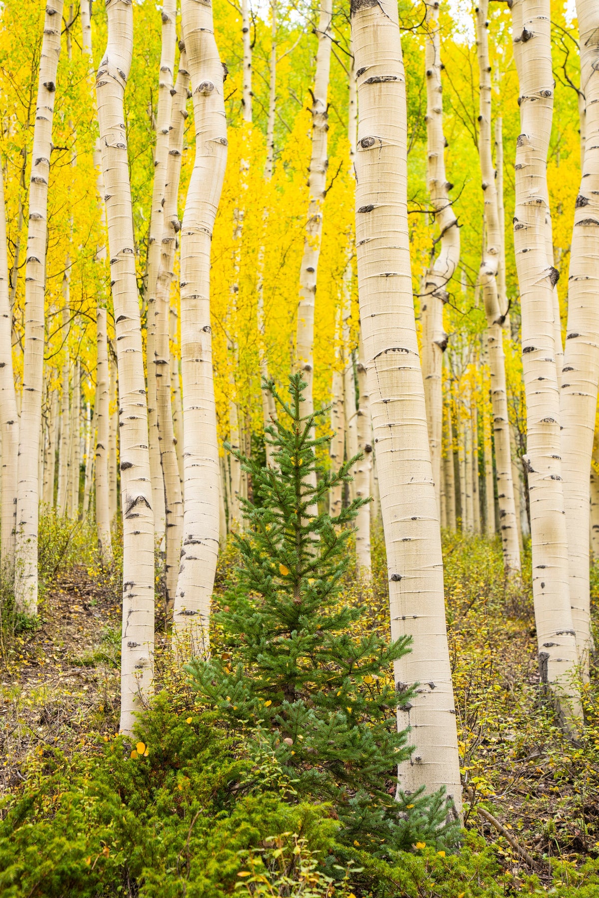 Evergreen – a young spruce in a grove of golden aspens, San Juan Mountains, Colorado. Fine art photograph by Aaron Chang.
