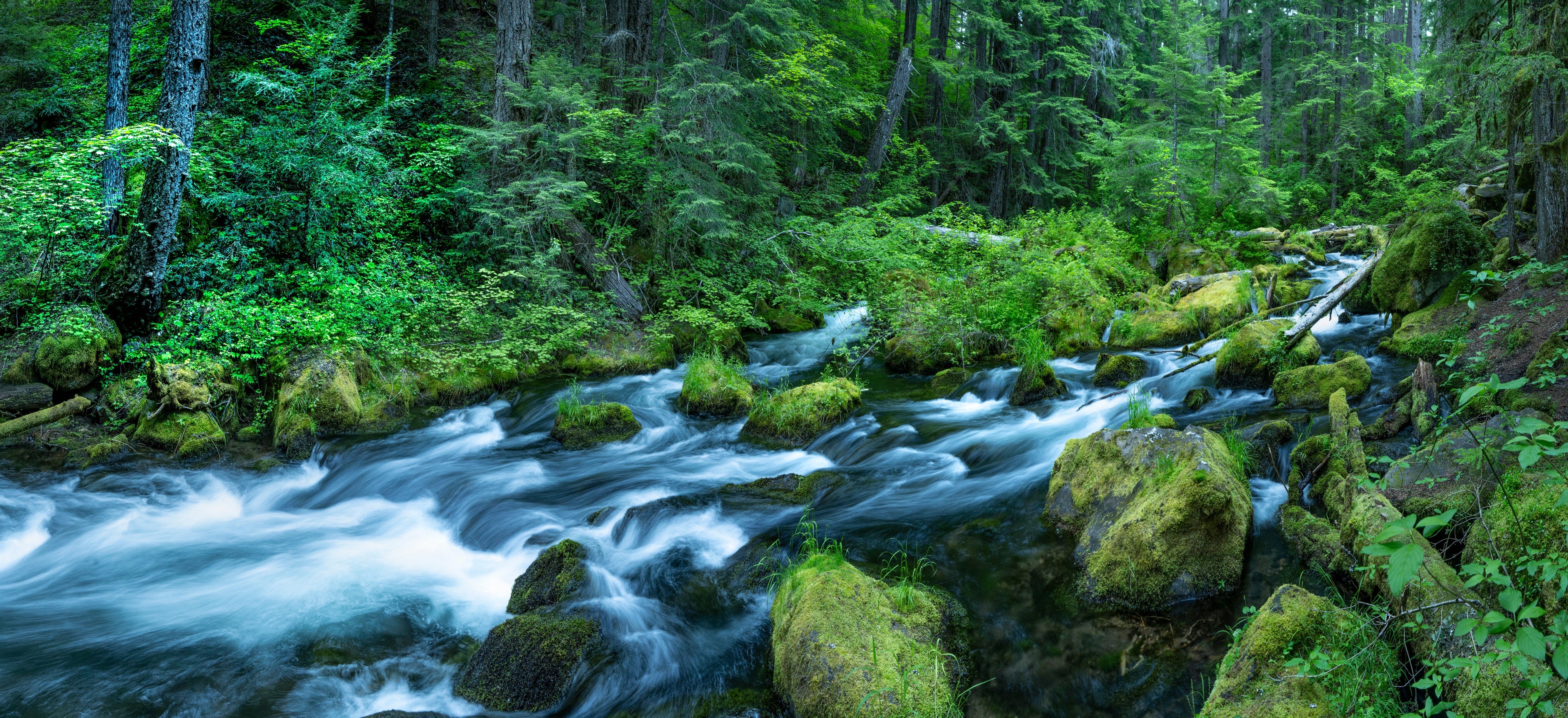Pacific Northwest: The Wild Coast