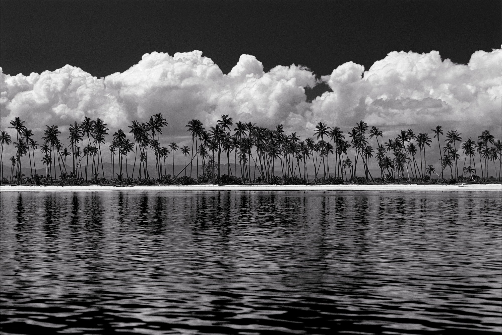 Fiji Palms