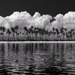 Fiji Palms