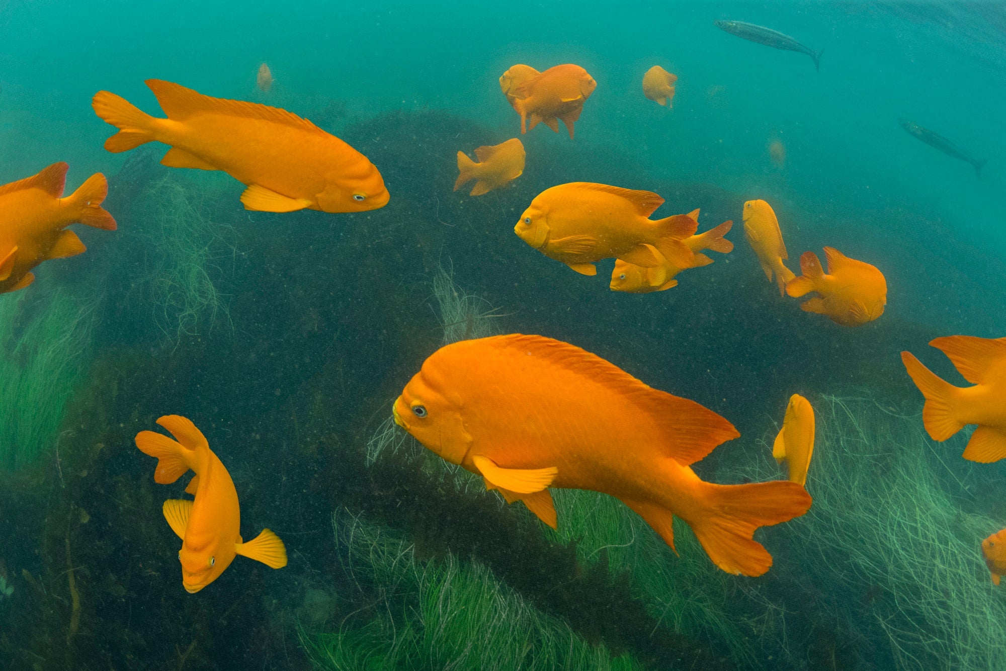 Garibaldi