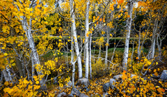 Golden Grove
