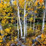 Golden Grove