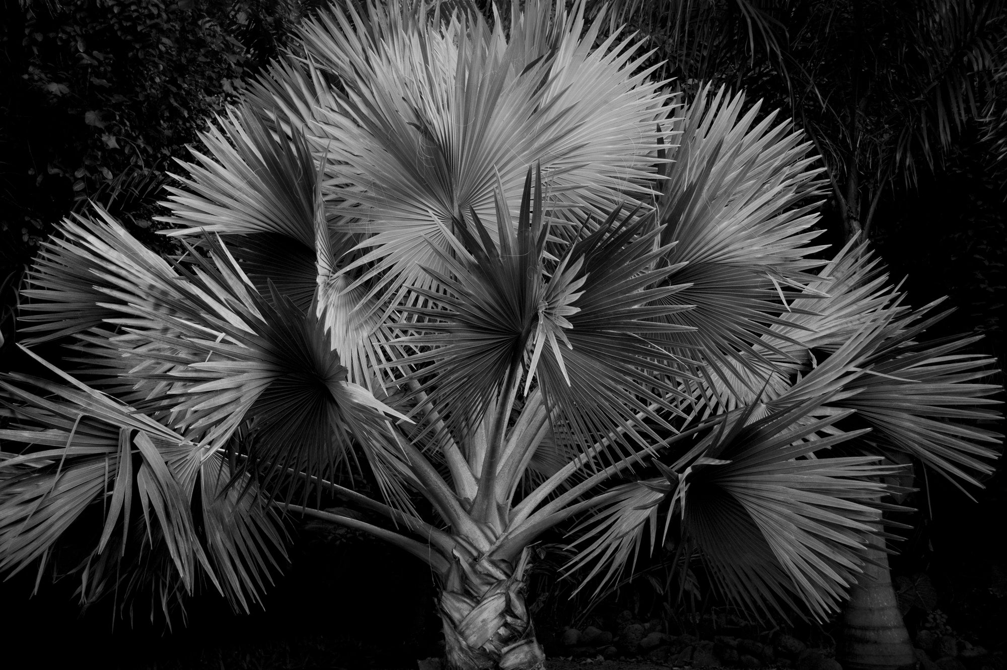 Silver Palm