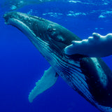 Whale Encounter
