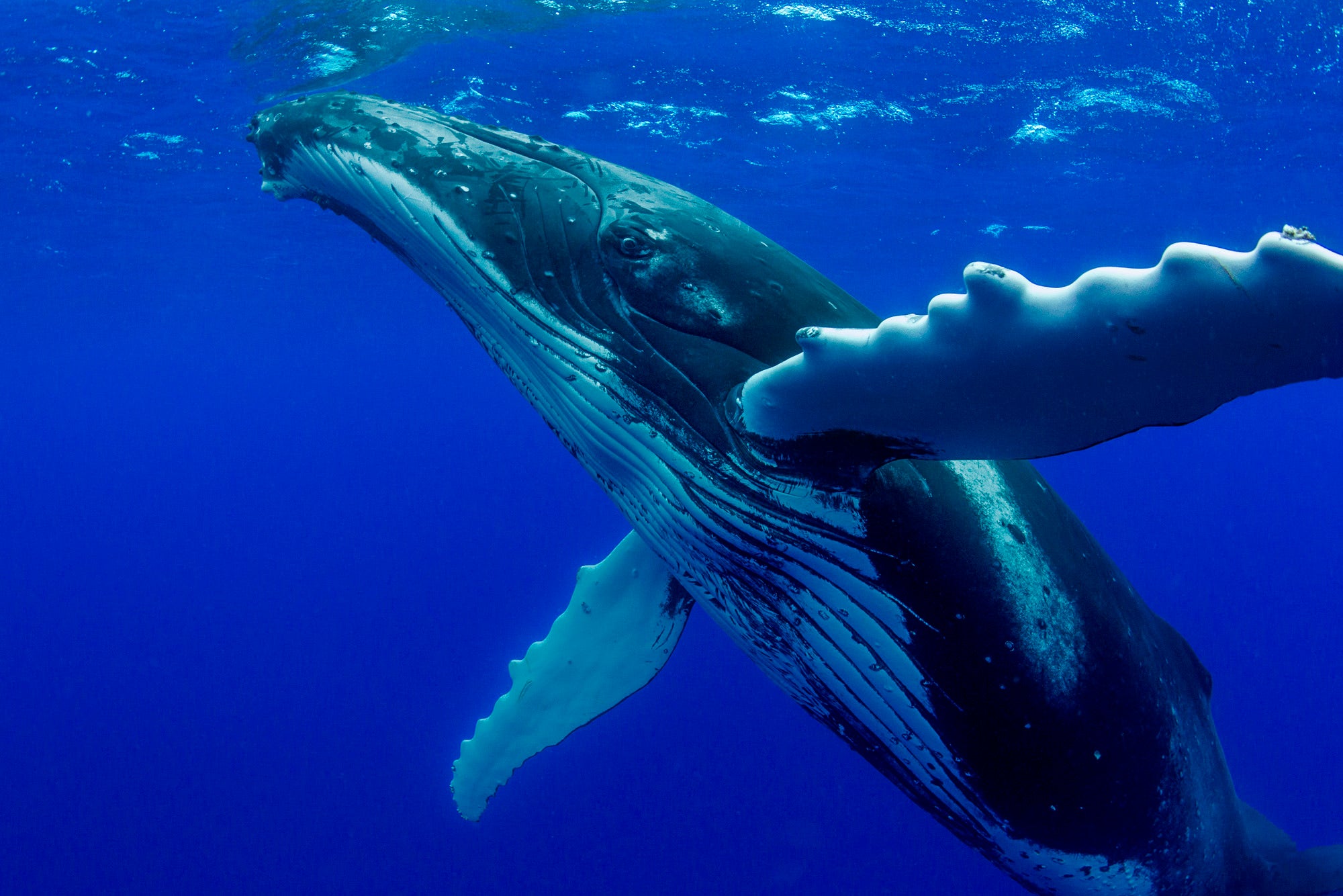 Whale Encounter