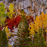 Autumn Mosaic