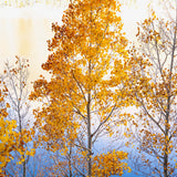 Alpine Radiance