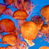 Jelly Pop