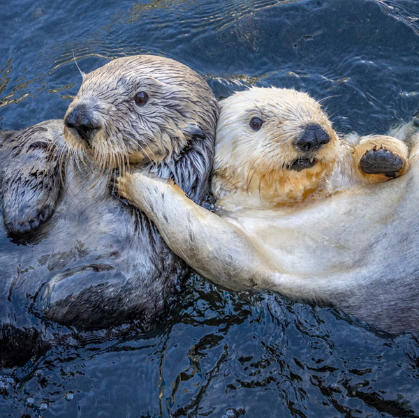Otter Buddies