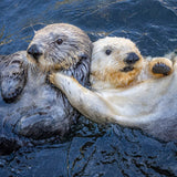 Otter Buddies