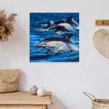Dolphin Rush