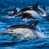 Dolphin Rush