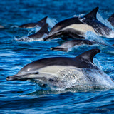 Dolphin Rush