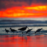 Sunset Shorebirds by Saxon Chang