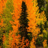 Embrace – a single spruce wrapped in orange and gold aspens, San Juan Mountains, Colorado. Fine art photograph by Aaron Chang.