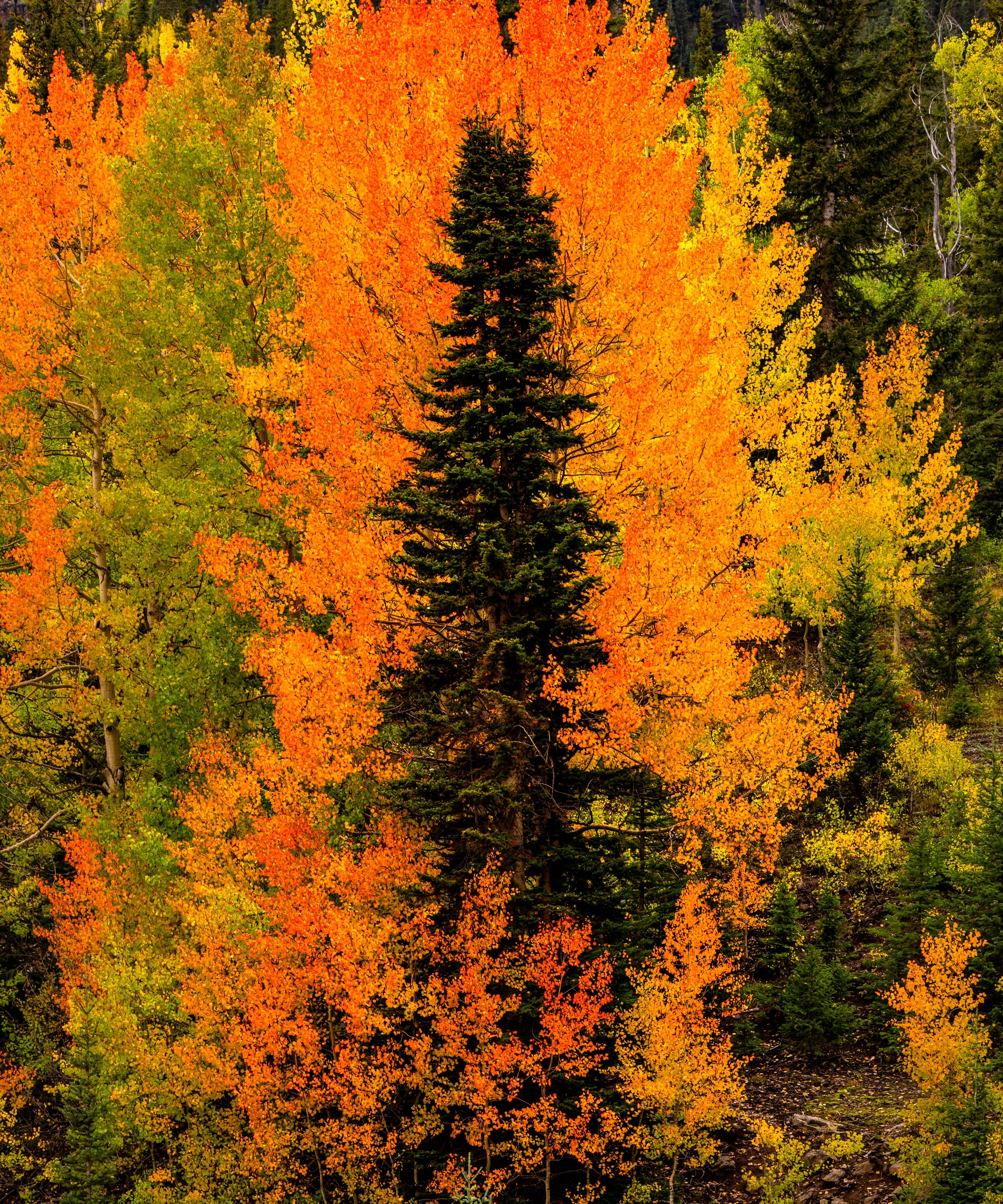 Embrace – a single spruce wrapped in orange and gold aspens, San Juan Mountains, Colorado. Fine art photograph by Aaron Chang.