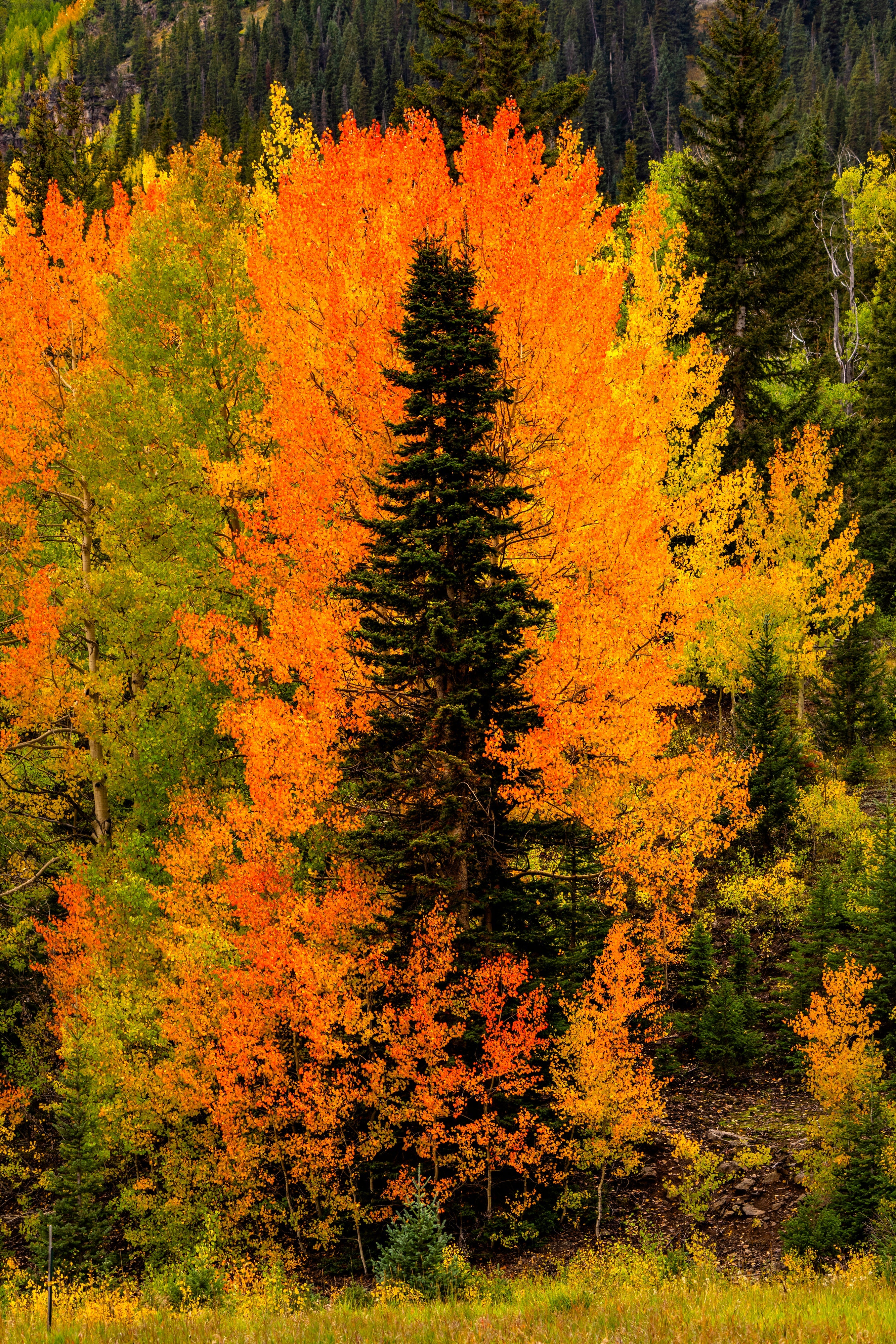 Embrace – a single spruce wrapped in orange and gold aspens, San Juan Mountains, Colorado. Fine art photograph by Aaron Chang.