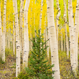 Evergreen – a young spruce in a grove of golden aspens, San Juan Mountains, Colorado. Fine art photograph by Aaron Chang.