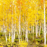 Heart of Gold – fine art photograph by Aaron Chang