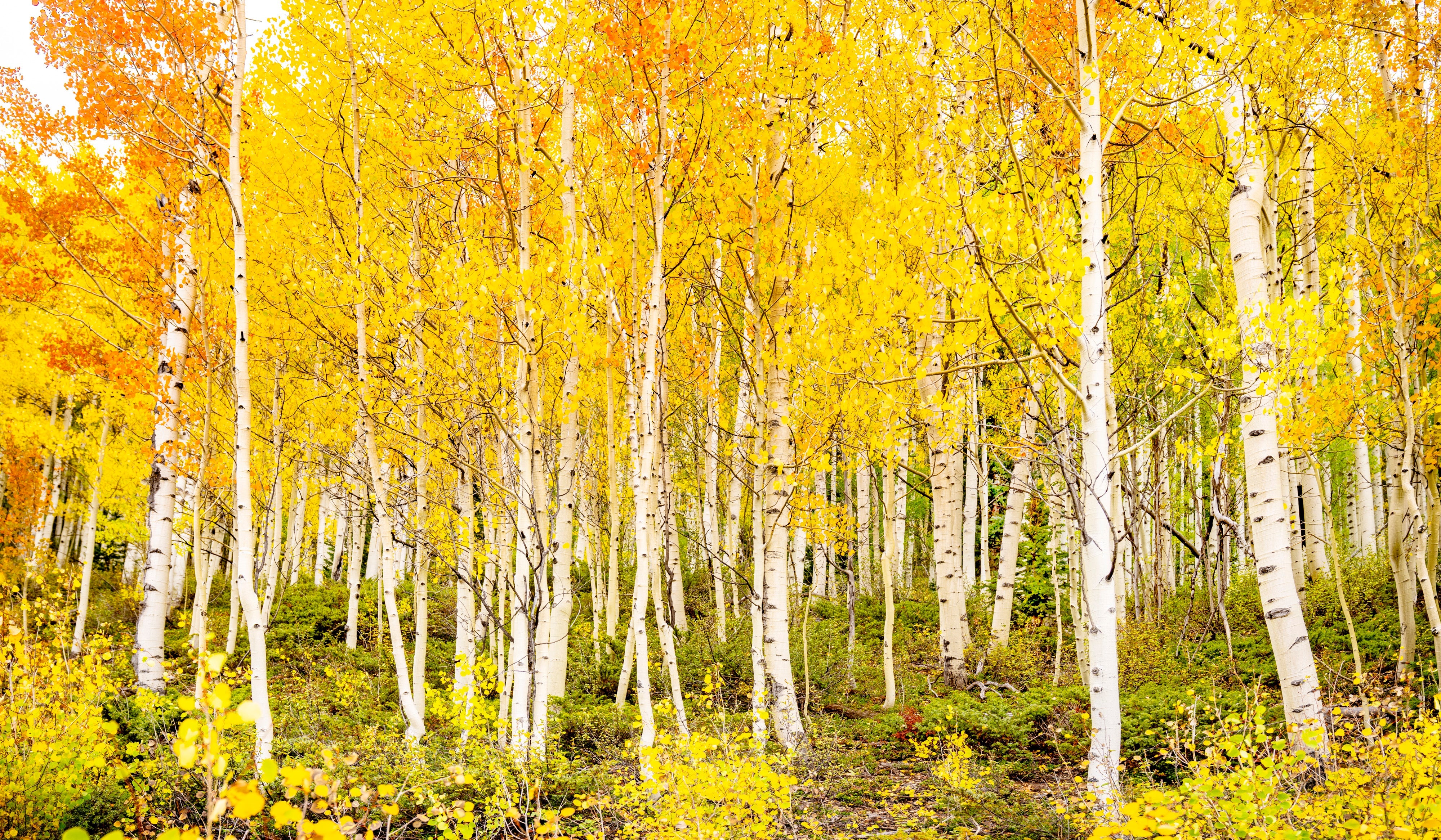 Heart of Gold – fine art photograph by Aaron Chang