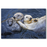 Otter Buddies