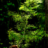 Into the Light