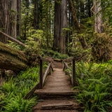 The Path