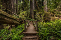 The Path
