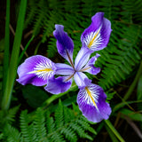 Wild Orchid