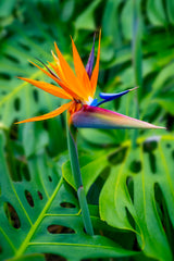 Tropical Paradise