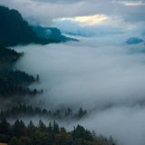 Forest Fog