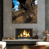 Elephants Foot