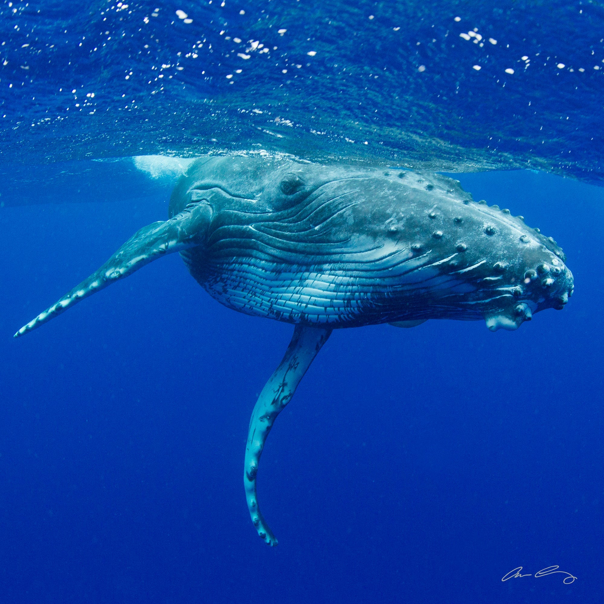 Happy Whale
