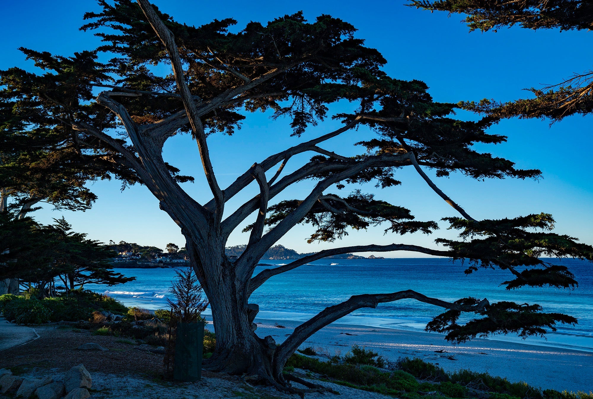 Beach Tree
