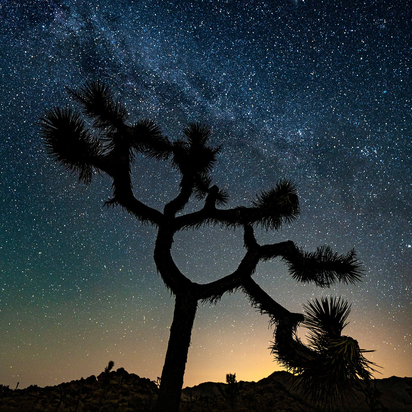 Infinity Tree