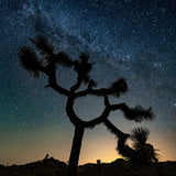 Infinity Tree