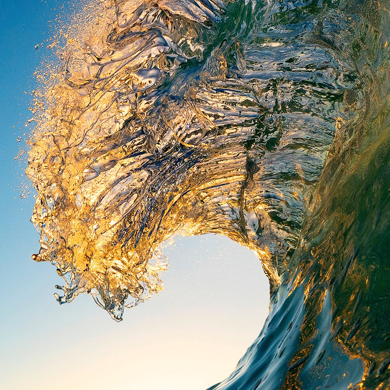 Lion's Mane