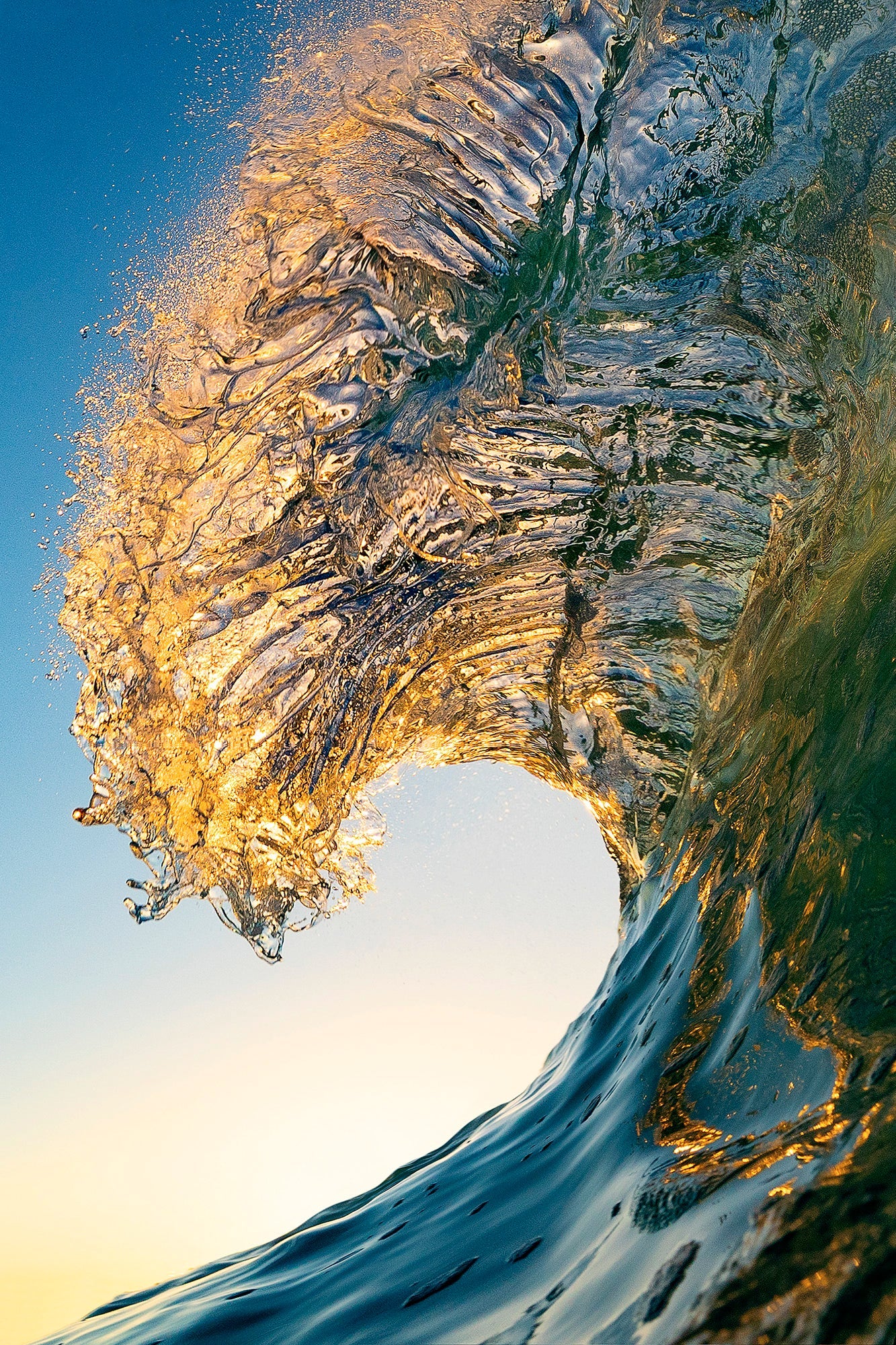 Lion's Mane