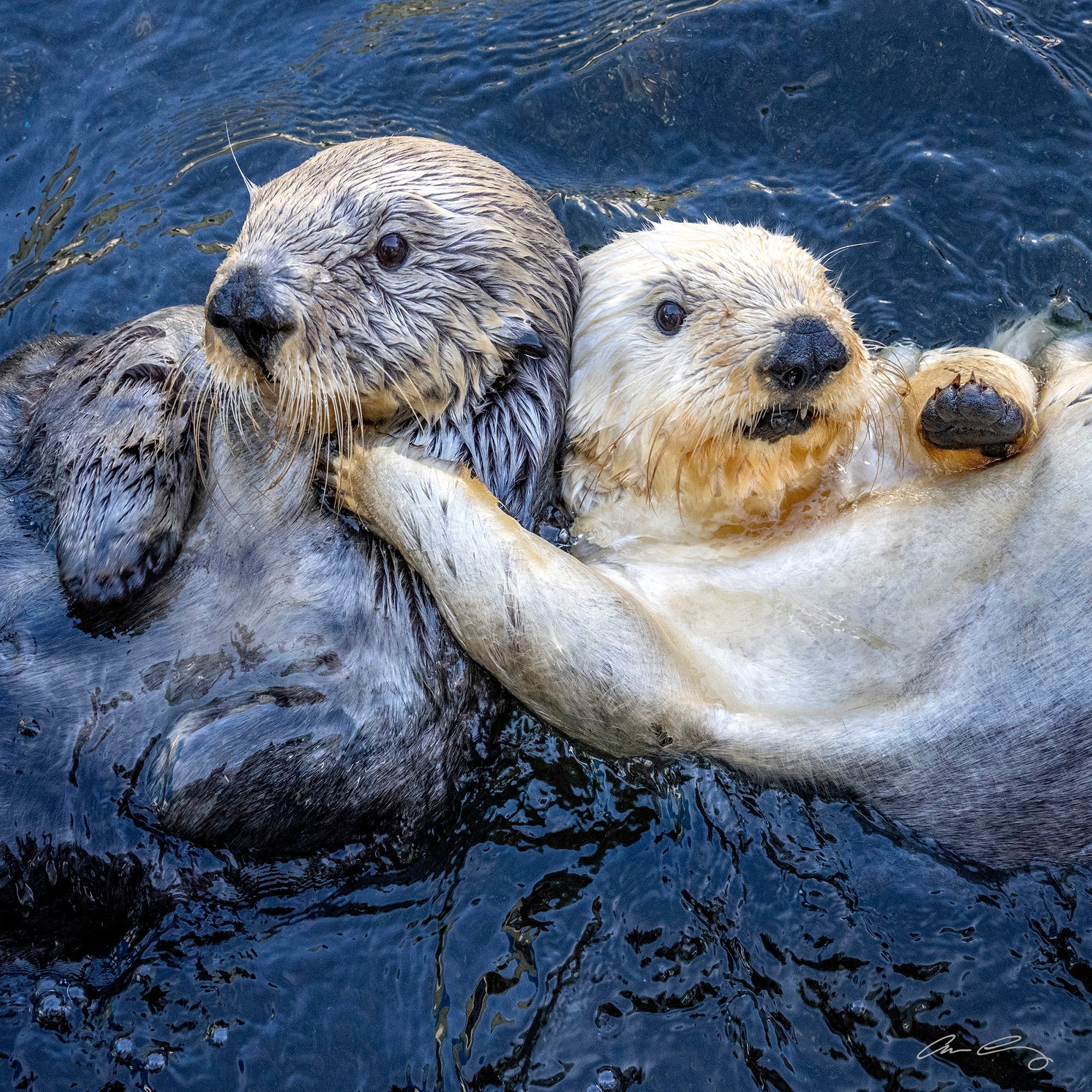 Otter Buddies