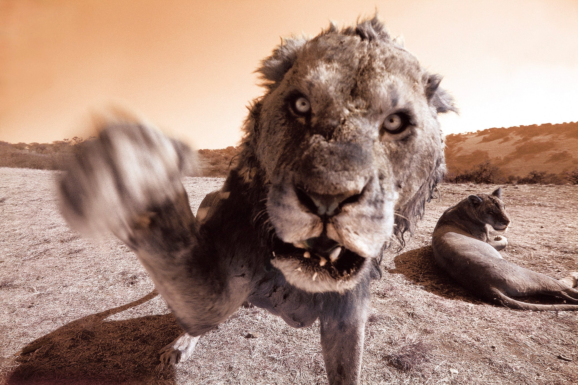 Lion