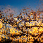 Coral Water