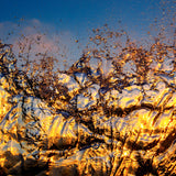 Coral Water