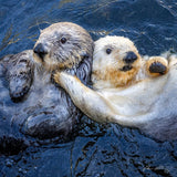 Otter Buddies